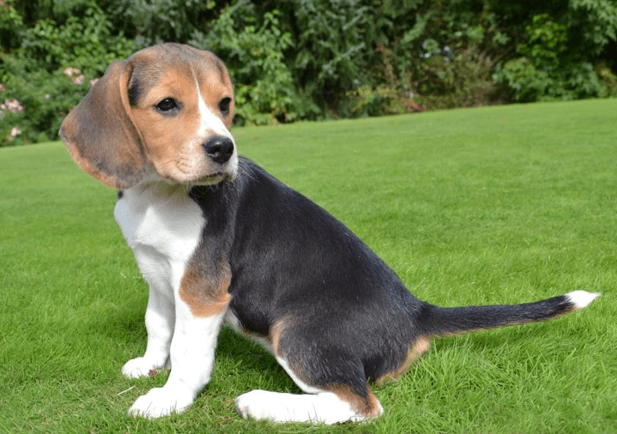 beagle puppy