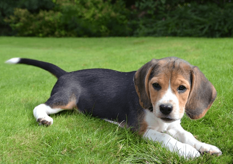 beagle puppies for sale