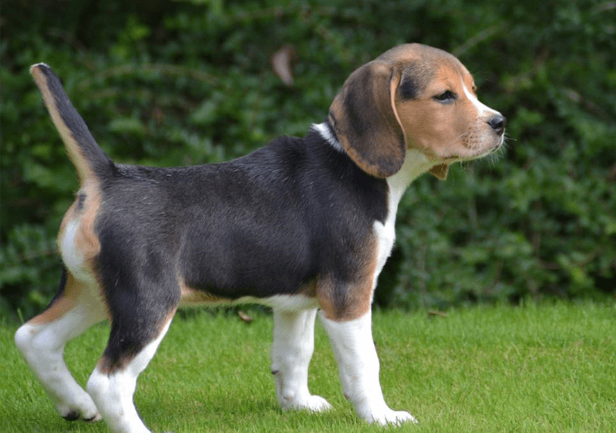 beagle dogs