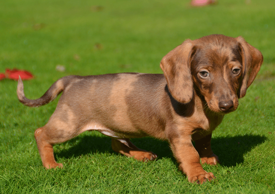 dachshund puppy