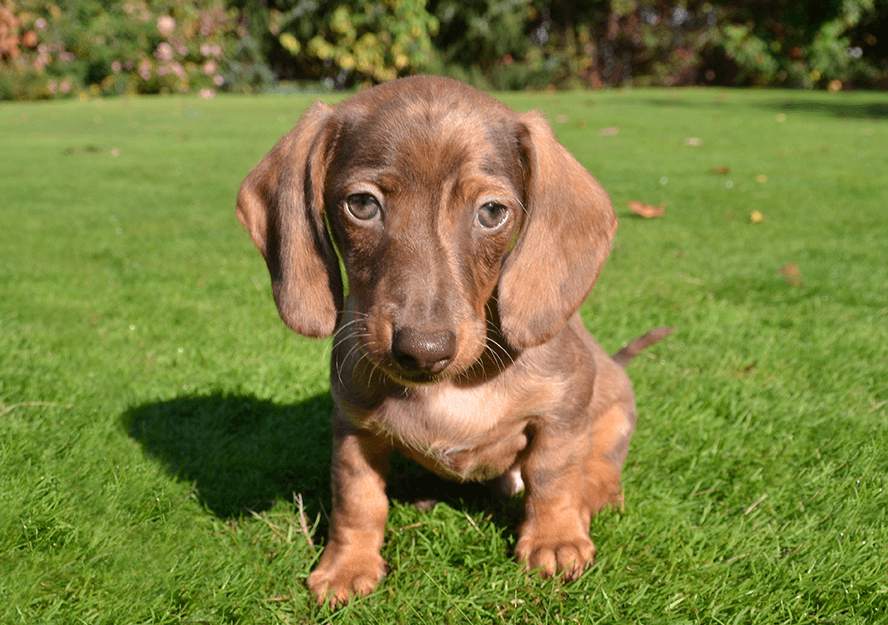 dachshund puppies for sale