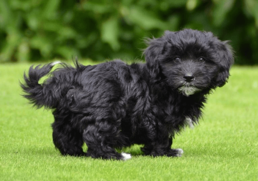 havanese puppy