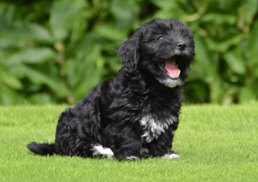 havanese puppies for sale