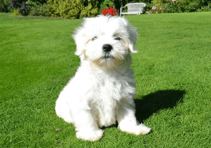 maltese puppies for sale