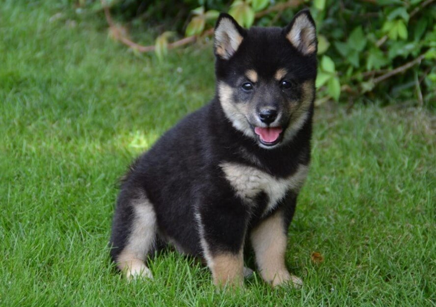 shiba inu puppies