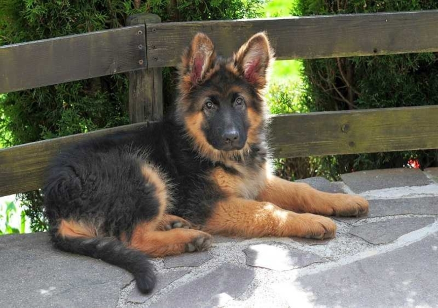 german shepherd dogs for sale