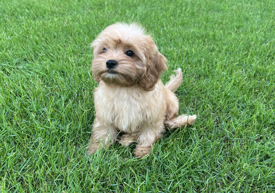 Puppies for sale in Dubai